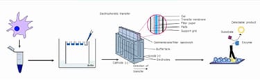 Video: Bringen Sie Ihre Western Blots zum Leuchten - Tipps, Tricks und mehr zum fluoreszierenden Western Blotting